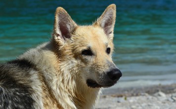 Air Canada Pilot Diverts Flight To Save A Dog’s Life