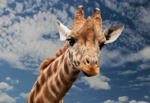 Meet Cholita, The Abused Circus Girrafe from Peru