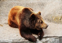 Ending the Bear Bile Industry