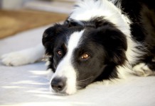 Hip Dysplasia and Dogs