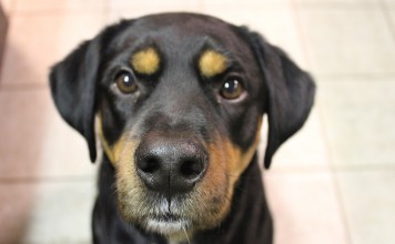 Tips for Keeping Aging Pets Healthy