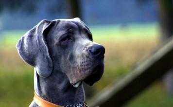 Nation Aims to Train Therapy Dogs for Veterans