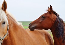 If You Eat Meat You Need To Know These 5 Facts