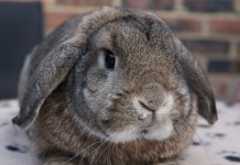 Pets Can Ride Public Trains Legally