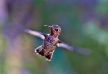 6 Animals that Went Viral Around the World