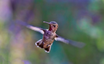 6 Animals that Went Viral Around the World