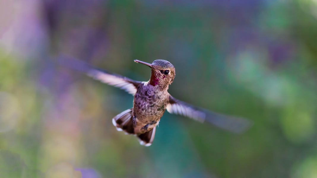 6 Animals that Went Viral Around the World - Newspaper Animals News Demo