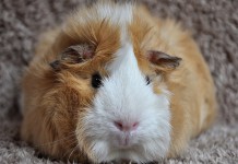 Helping Kids Cope with Pet Loss