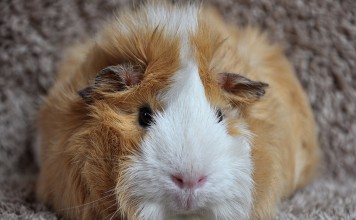 Helping Kids Cope with Pet Loss