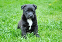 New Life Extending Drug For Dogs