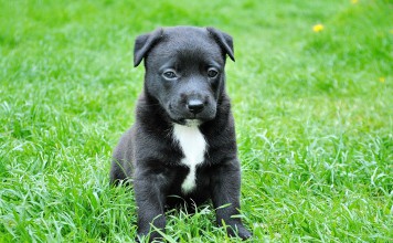 New Life Extending Drug For Dogs