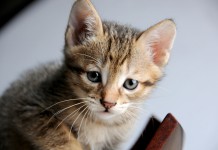 8 Funny Facts About your Furry Feline Friend