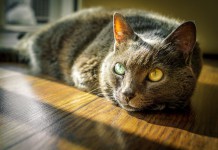 Adoptable Black Cats… Because Black Cats Matter!