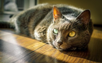 Adoptable Black Cats… Because Black Cats Matter!