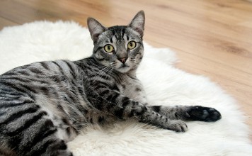 For The Love Of A Mother Cat