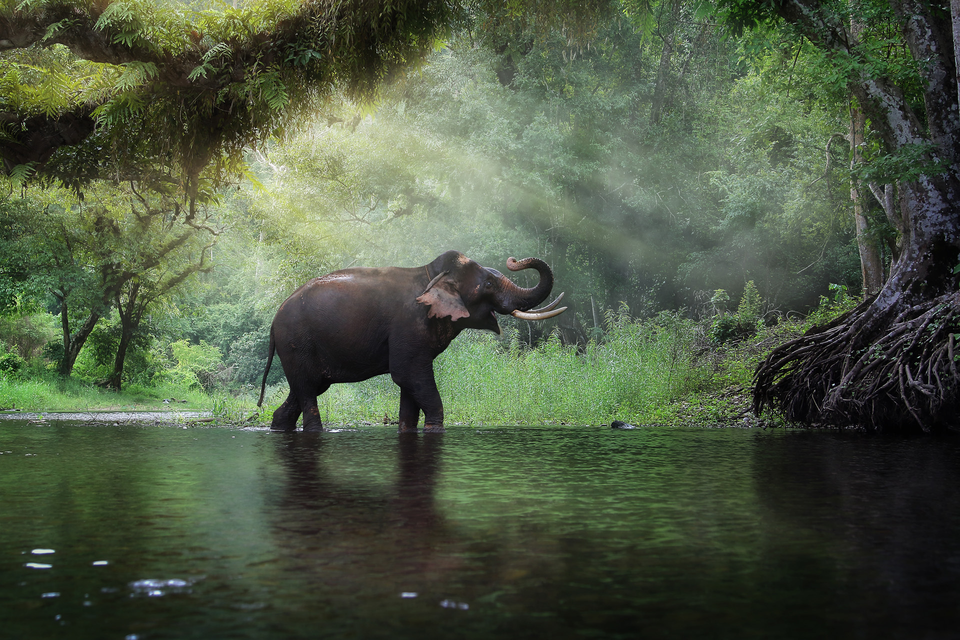 Watch an Elephant Named Kelly Scoop Cereal Into Her Mouth in the Best ...