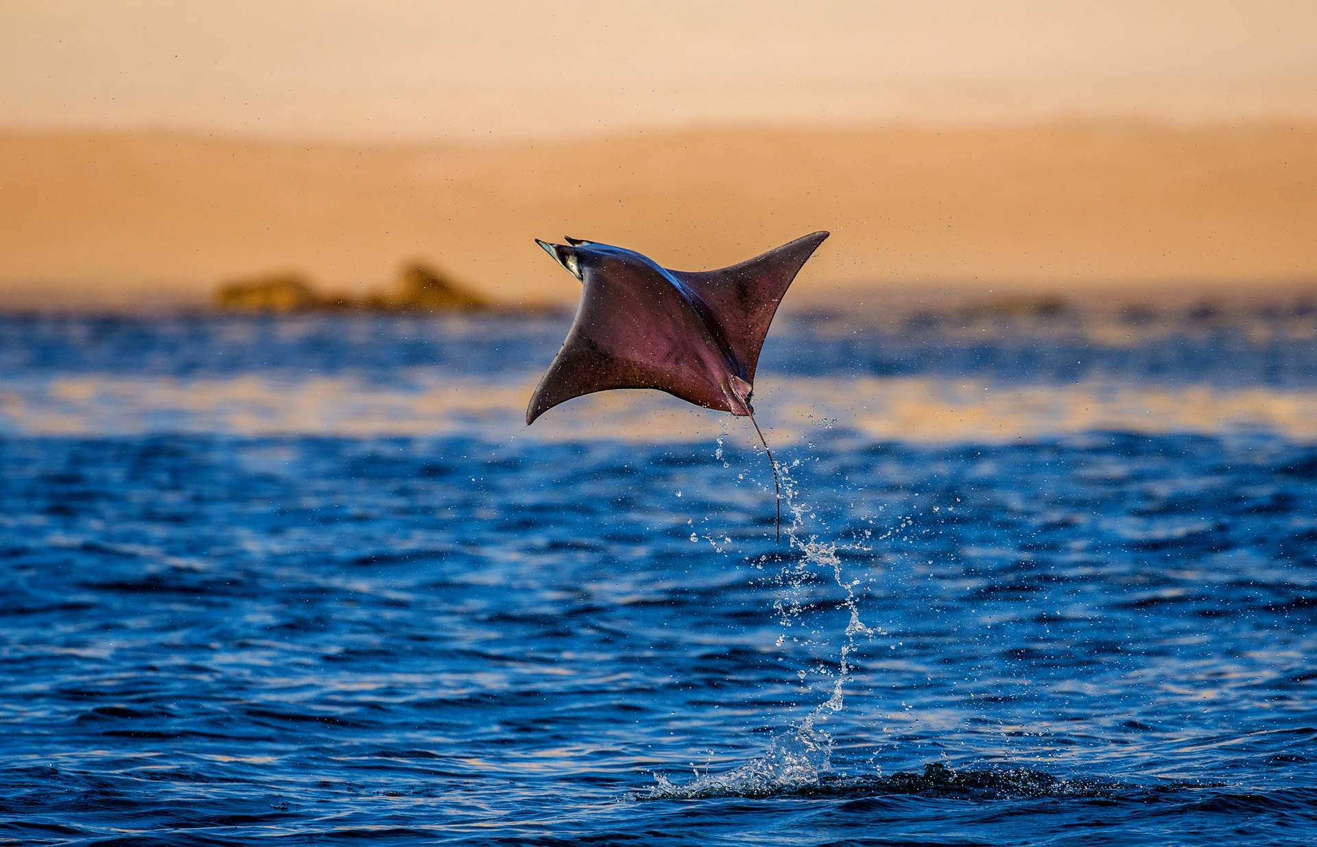 Stingrays Are Capable of Surfacing Several Feet in The Air in Mating ...