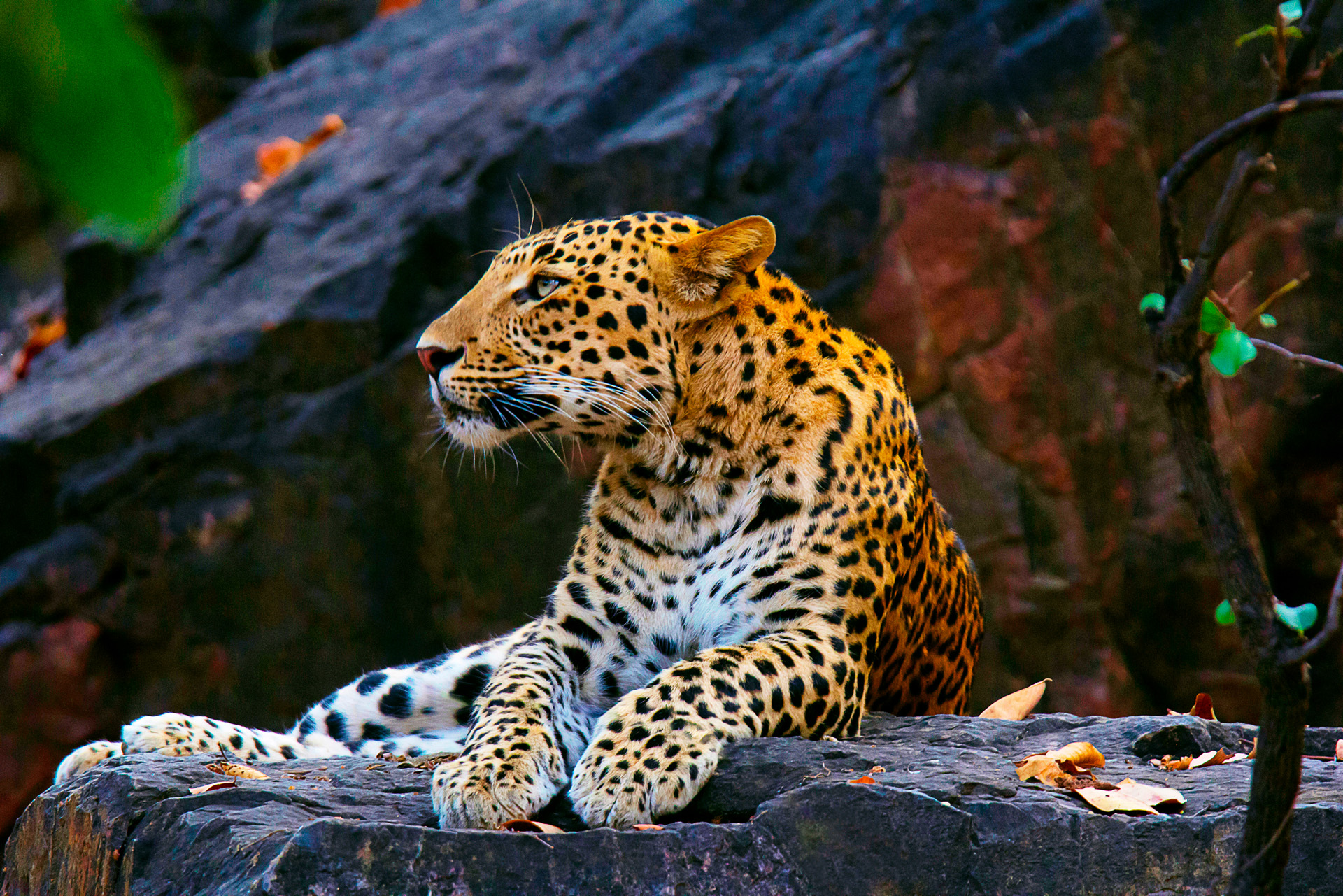 Scientists Try to Save African Leopards from Extinction - Newspaper
