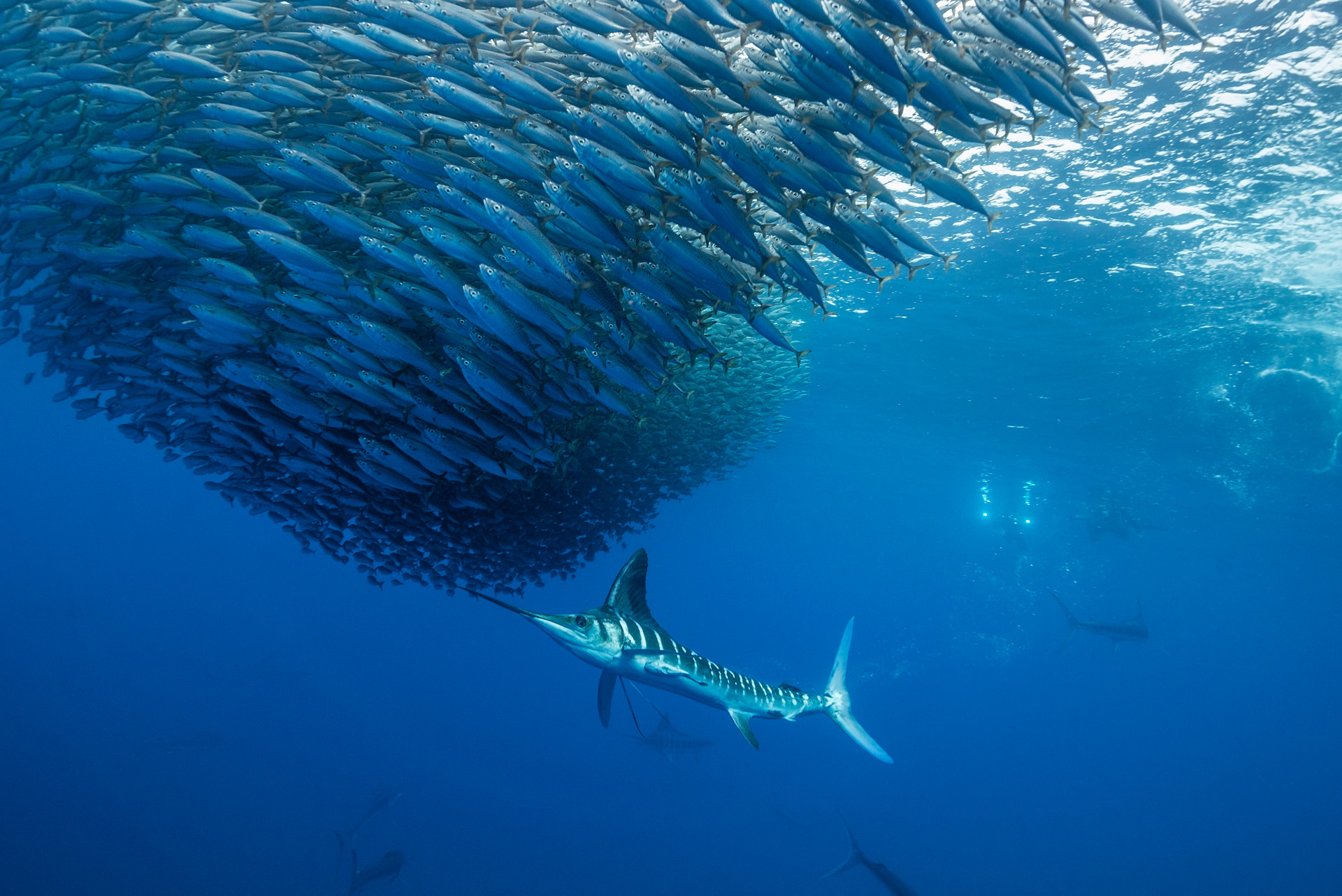 Marine Mammals Have Their Rights too, Scientists Say Newspaper
