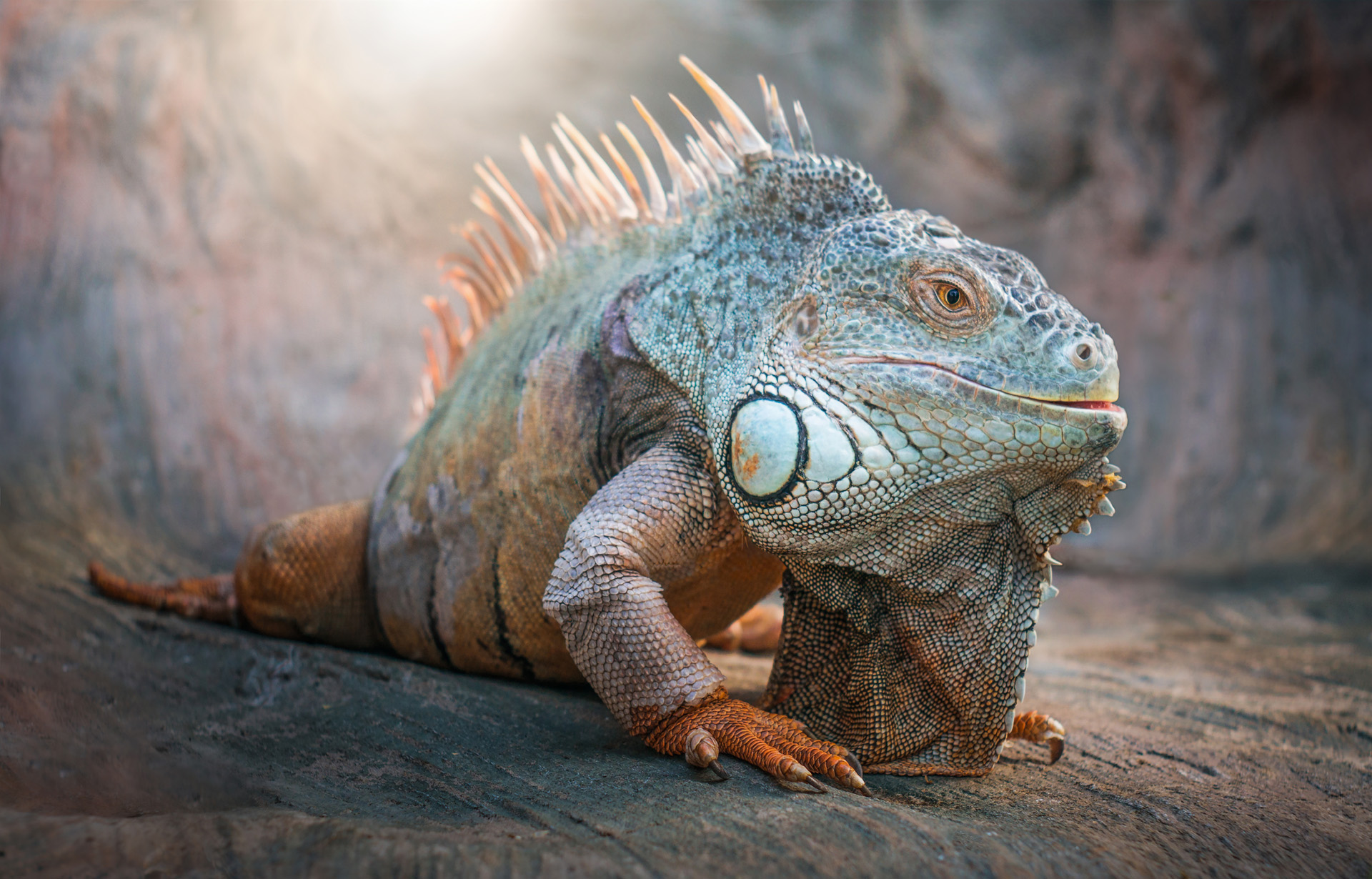 Iguana with Back Fangs Spotted for the First Time in Two Decades ...