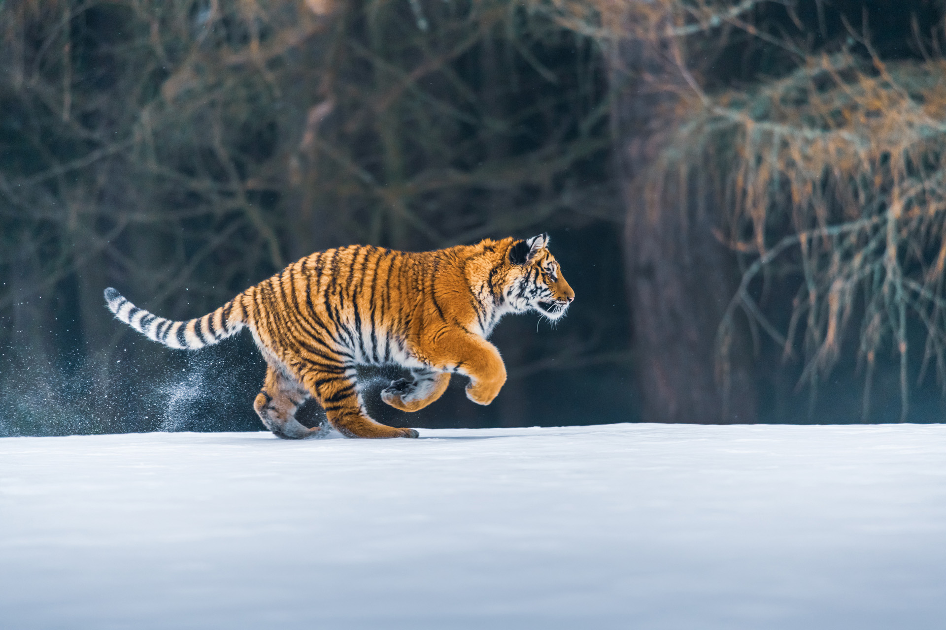 Adorable Clip Of Tiger Cubs Learning To Wrestle Will Melt Your Heart On This Arctic Day