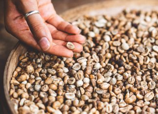 A new way to document and review coffee breeds