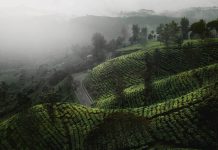 Research analysis: coffee labor in the borderlands