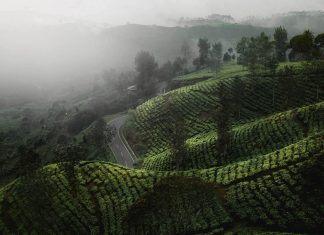 Research analysis: coffee labor in the borderlands