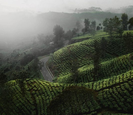 Research analysis: coffee labor in the borderlands