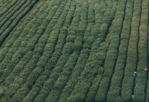 Calculating water benefits on modern coffee farms