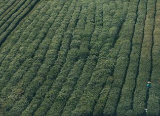 Calculating water benefits on modern coffee farms