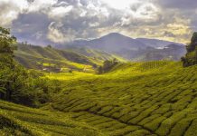 Central America coffee land to shrink as globe warms