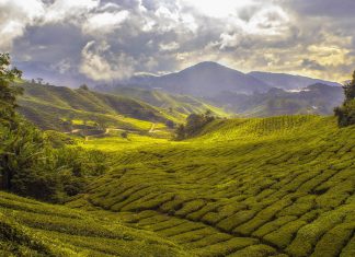 Central America coffee land to shrink as globe warms