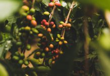 The pact to eradicate coffee farms slave labor