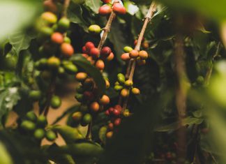 The pact to eradicate coffee farms slave labor