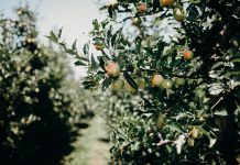 Coffee beans aren’t beans at all, they are just fruit pits