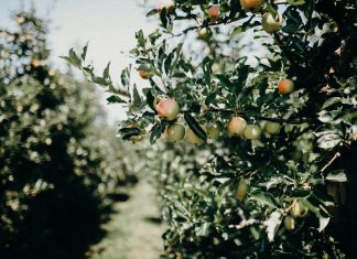 Coffee beans aren’t beans at all, they are just fruit pits