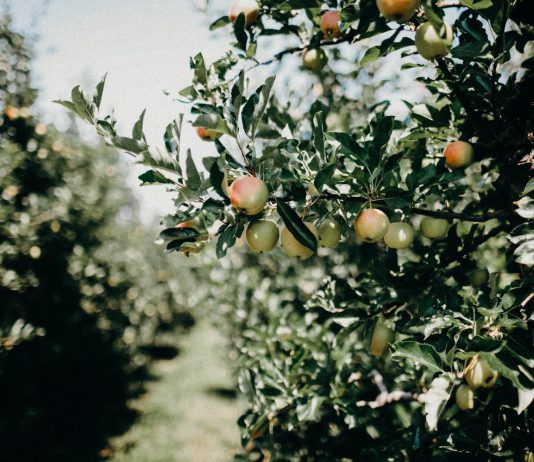 Coffee beans aren’t beans at all, they are just fruit pits