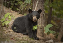 Best Spots to See Wildlife in the U.S.