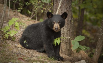 Best Spots to See Wildlife in the U.S.