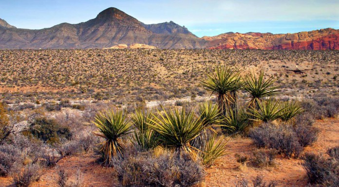 The Mojave Desert Travel Guide