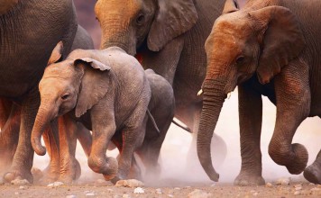 Unique Elephant Experience in Botswana