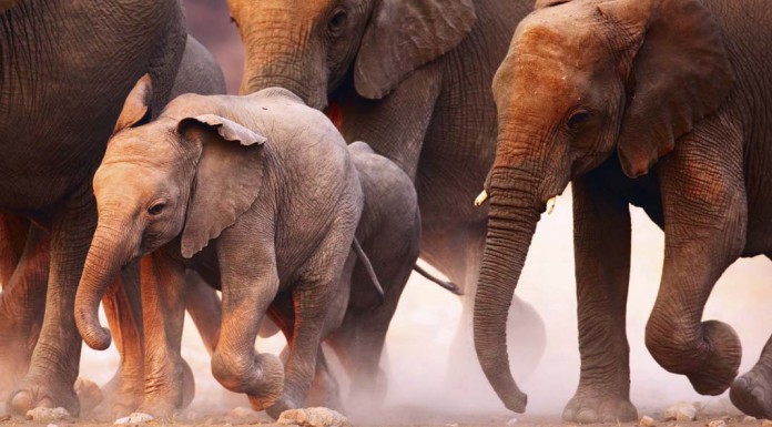 Unique Elephant Experience in Botswana