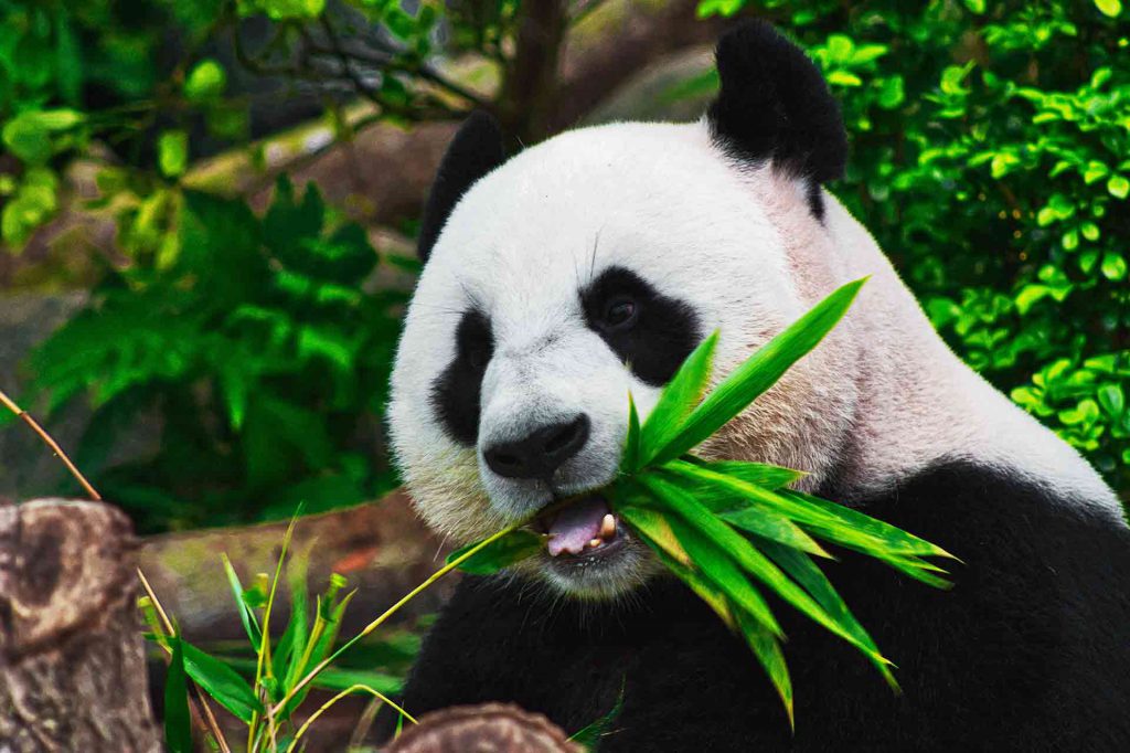 Researchers have discovered how pandas are able to gain weight on a