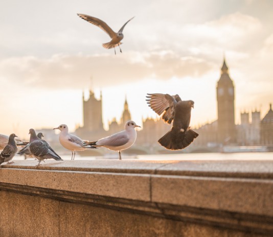 Be Free And Enjoy The Travel