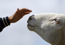 Finally, We’re Just Like Dolly