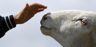 Finally, We’re Just Like Dolly