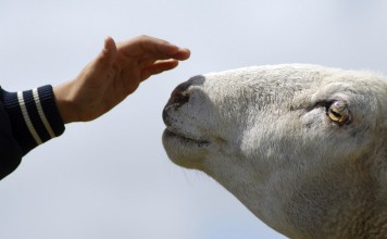 Finally, We’re Just Like Dolly