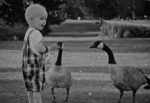 Animals being used as part of medical therapy