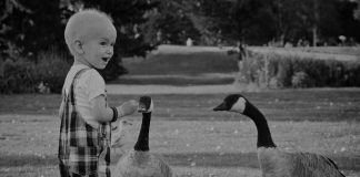 Animals being used as part of medical therapy